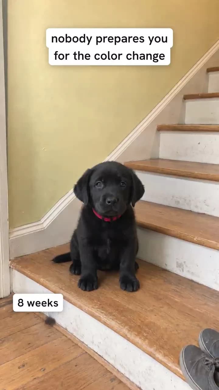 Portrait-format pet film: a black puppy sitting on the stairs